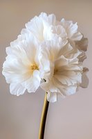 Pure white ruffled daffodil blooms with delicate petals against soft neutral background, showcasing elegant spring florals for wedding and romantic designs.