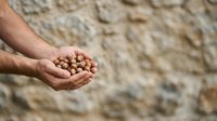 Male hand holding chickpeas against rustic stone wall background. Suitable for agriculture, food production, nutrition and cooking content.