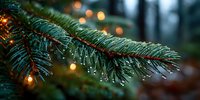Raindrops on pine branch with bokeh lights creating magical forest atmosphere in winter woodland setting.