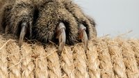 Close-up of animal paw with sharp claws gripping natural rope texture, showcasing predator anatomy and hunting adaptations for wildlife education.