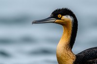 Close-up profile portrait of double-crested cormorant with distinctive orange face and black plumage against blurred water background, showing detailed beak and eye.