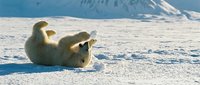Playful polar bear cub rolling in fresh snow on arctic tundra during winter season. Wildlife photography showcasing natural behavior in pristine wilderness habitat.