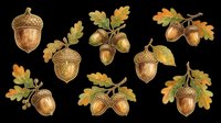 Acorns with oak leaves isolated on transparent background, ready for t-shirt design, clipart, stickers, sublimation, and print-on-demand products.