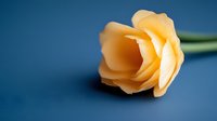 Single peach-colored rose bloom against deep blue background showcases delicate petals and soft natural lighting, creating romantic minimalist composition.