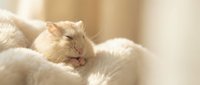 Adorable orange tabby kitten sleeping peacefully in soft white blanket with warm sunlight creating cozy atmosphere for pet care and comfort concepts.