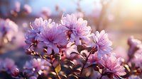 Pink chrysanthemum flowers blooming in garden at sunset with soft bokeh background, delicate petals glowing in golden hour light creating dreamy atmosphere.