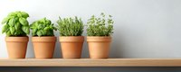 Fresh herbs growing in terracotta pots arranged on wooden shelf against gray wall, including basil, thyme and oregano plants for kitchen garden decor.