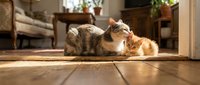 Tabby cat lying on wooden floor in home interior with furniture and natural light streaming through doorway.