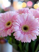 Fresh pink gerbera daisies with water droplets on petals against soft bokeh background, creating dreamy romantic macro photography for floral designs.