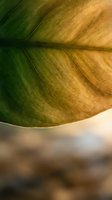 Aging leaf transitioning from green to golden yellow with visible veins and natural texture, capturing seasonal change and botanical decay for nature and environmental design projects.