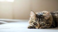Sleepy tabby cat resting on white bedding with soft natural lighting creating peaceful domestic atmosphere for pet care and relaxation concepts.