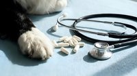 Dog paw next to stethoscope and pills on medical table representing veterinary healthcare and pet medicine treatment concept.