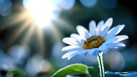 Single white daisy flower with sunburst in background, soft bokeh effect creates dreamy atmosphere. Fresh green stem and morning dew drops add natural garden feel.