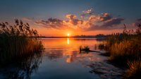 Tranquil sunset over calm lake with golden light reflecting on water, silhouetted reeds framing the scene, and dramatic clouds illuminated by warm evening glow.