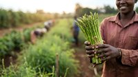 Farmer holding fresh asparagus bunch in field with workers harvesting crops in background during sunny day, agricultural production and organic farming concept.