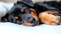 Sleepy black and tan dog with soulful brown eyes lying on white bedding, close-up portrait showing relaxed and peaceful expression. Pet photography for veterinary or animal care.