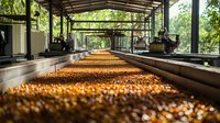 Fresh coffee beans drying on raised beds in modern processing facility with natural light streaming through open-air structure, showing quality production process.