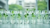Small green plant seedlings growing in glass jars lined up in laboratory setting, showing sustainable biotechnology and botanical research development.