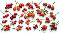 Ripe rowan berries and rose hips with stems arranged on white background, showcasing autumn harvest produce for culinary, medicinal and decorative design projects.