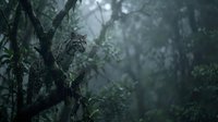 Clouded leopard resting on tree branch in misty tropical rainforest. Wild cat predator in natural jungle habitat with dense green foliage and atmospheric fog.