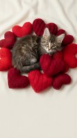 Adorable tabby kitten surrounded by red knitted hearts on soft white fabric for Valentine's Day romance and love themed projects.
