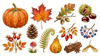 Autumn harvest collection featuring orange pumpkin, red maple leaf, oak leaves, chestnuts, rowan berries, pinecone, fern, pear, cinnamon sticks, and maple seeds isolated on white background for seasonal design projects.