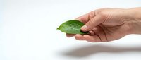 Hand holding fresh green leaf with water droplets on white background symbolizing environmental care and natural sustainability concepts.
