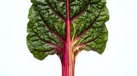 Vibrant rhubarb leaf with prominent pink and red stem isolated on white background, suitable for culinary, botanical, and design projects.