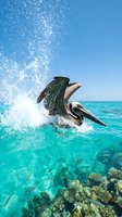 Brown pelican diving into crystal clear turquoise ocean water creating dramatic splash over coral reef under bright blue tropical sky.