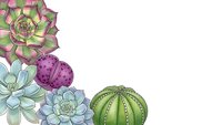 Colorful succulent plants arrangement with green pink blue varieties on white background isolated for botanical design and gardening projects.