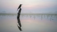 Silhouette of bird perched on driftwood branch reflected in calm lake water at dawn with soft pink purple sky and marsh grass in background.