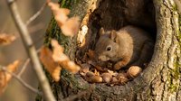 Cute gray squirrel sitting in tree hollow surrounded by acorns and nuts during autumn season. Wildlife photography capturing natural rodent behavior.