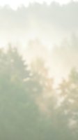 Soft dreamy bokeh background with warm golden light and gentle green tones creating ethereal atmosphere for romantic designs and spring concepts.