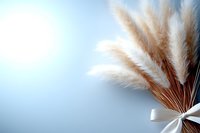 Dried pampas grass stems with fluffy plumes tied with white ribbon against soft blue background for home decor and wedding arrangements.