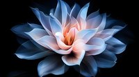 Glowing lotus flower with luminous blue and pink petals against dark background creates mystical atmosphere, suitable for spiritual and wellness designs.