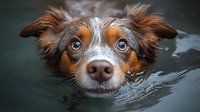 Close up portrait of Australian shepherd dog swimming in water with focused blue eyes and wet fur, showing determined expression against dark background.