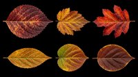 Autumn fall leaves collection isolated on transparent background, ready for t-shirt design, clipart, stickers, print-on-demand products and sublimation projects.