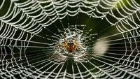 Spider sitting in center of intricate web with morning dew drops creating natural pattern against blurred green background for nature photography.