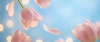 Soft pink tulips with falling petals against dreamy blue sky with golden bokeh lights creating romantic spring atmosphere for wedding invitations.