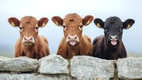 Three playful young calves peeking over stone wall, brown Limousin and black Angus breeds showing tongues and expressing funny faces, farm animal portrait.