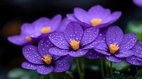 Purple cosmos flowers with water droplets blooming in garden setting. Fresh spring blossoms with delicate petals and yellow centers on dark background.