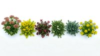 Colorful potted plants arranged in row on white background, isolated houseplants collection for interior design and gardening projects.