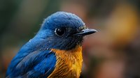 Vibrant blue and orange flycatcher close-up portrait showing detailed feathers and eye against blurred natural background, wildlife photography concept.