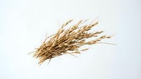 Dried wheat ears bundle isolated on white background, ready for design projects, packaging, agriculture themes, and decorative applications.