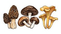 Morel, cremini, and chanterelle mushrooms illustrated in botanical style with detailed texturing and natural coloring, isolated on white background for culinary, educational, and design applications.