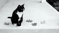 Black and white cat with white chest markings sitting on pavement surrounded by fallen leaves, looking upward with alert expression, outdoor pet portrait.