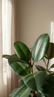 Rubber plant with glossy green leaves in warm sunlight by window with white curtains creating peaceful indoor atmosphere for home decor and wellness.