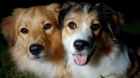 Two adorable mixed breed dogs posing together, one golden and one tricolor, showing friendly expressions with tongue out, close-up portrait on dark background.