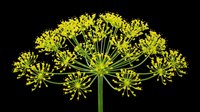 Bright yellow fennel flower head with delicate umbrella-shaped clusters isolated on transparent background. Ready for t-shirt designs, clipart, stickers, sublimation, print-on-demand products and digital crafts.