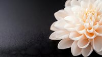 Delicate peach-colored dahlia flower with layered petals against dark textured background, creating dramatic contrast and negative space for text placement.
